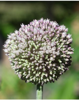 Allium Summer Drummer