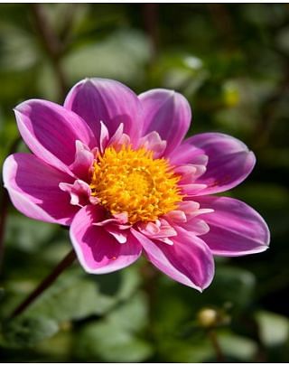 Dahlia Hartenaas