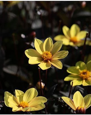 Dahlia HS Party Bulbs