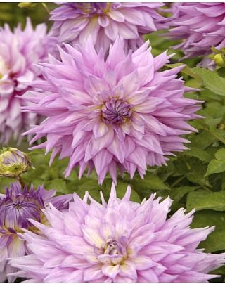 Dahlia Sir Alf Ramsey 