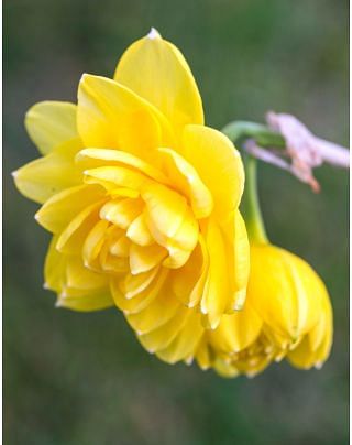 Narcissus Pencrebar Bulbs