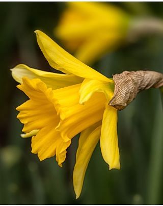 Narcissus Rijnvelds Early Sensation Bulbs