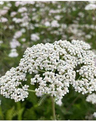 Achillea millefolium White Beauty