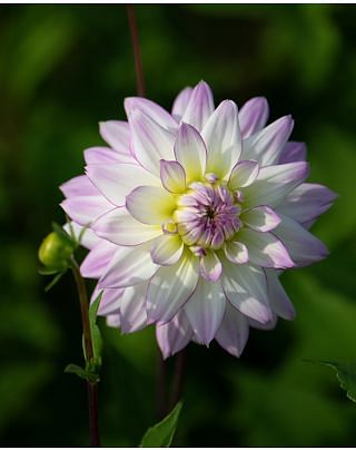 Dahlia Crazy Love Tubers