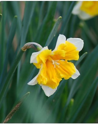 Narcissus Orangery