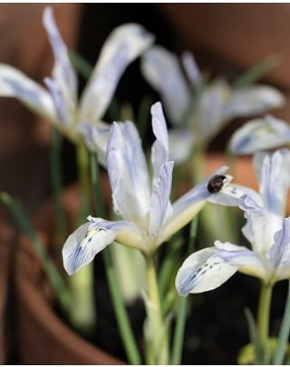 Iris Reticulata Painted Lady Bulbs