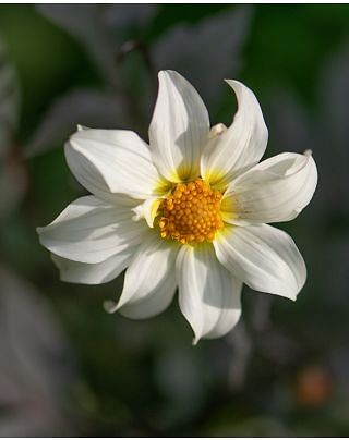 Dahlia Little Swan Bulbs
