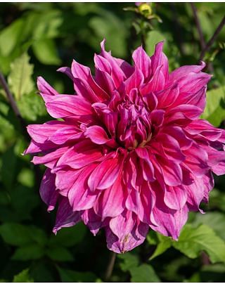 Dahlia Emory Paul 