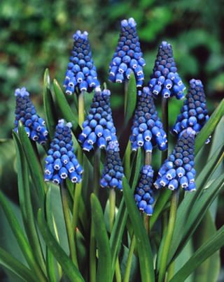 Muscari Aucheri Blue Magic ®