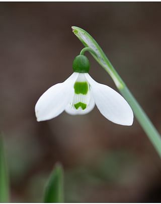 Galanthus Snowdrop Elwesii