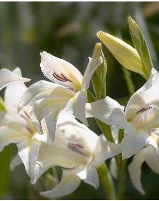 Gladiolus The Bride 