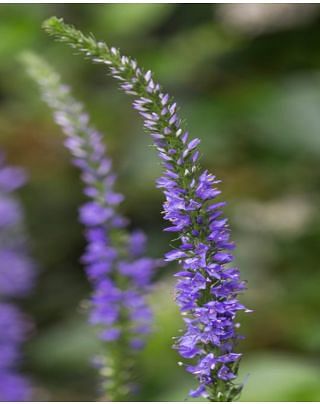 Veronica Blauriesin