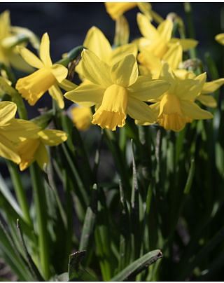 Narcissus Tête à Tête