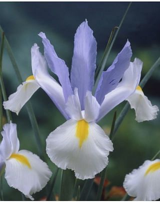 Iris Dutch Silver Sky