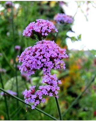 Verbena Bonariensis