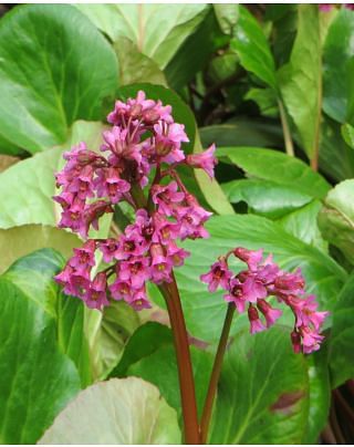 Bergenia Purpurea