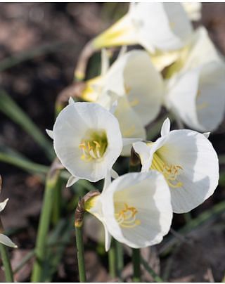 Narcissus White Petticoat Bulbs