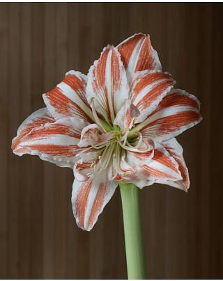 Amaryllis (Hippeastrum) Dancing Queen ® Bulbs