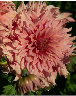 Dahlia Fairway Spur