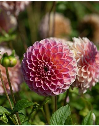 Dahlia Linda's Baby Bulbs
