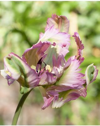 Tulip Green Wave
