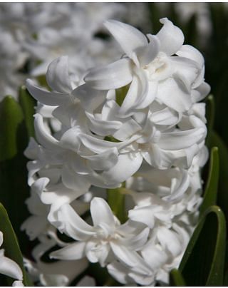 Hyacinth Snow Crystal Bulbs