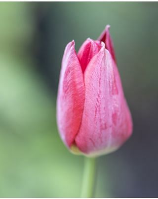 Tulip Aximensis Bulbs