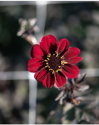 Dahlia Bishop of Auckland ® Tubers