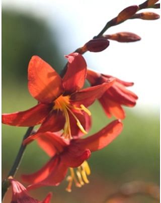 Crocosmia Babylon Bulbs