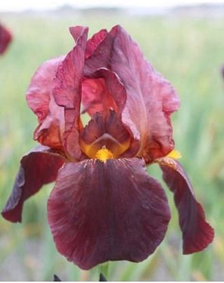 Iris Germanica Ruby Mine