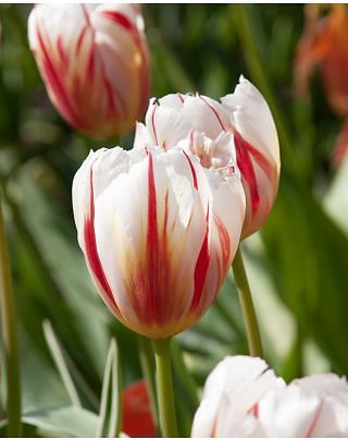 Tulip Happy Generation Â® Bulbs