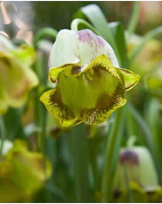 Fritillaria Acmopetela