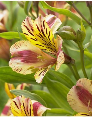 Alstroemeria Duchess Marguerite ®