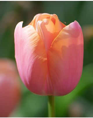 Tulip Menton Bulbs
