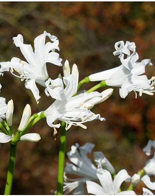 Nerine Bowdenii Alba Bulbs