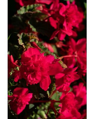 Begonia Cascade Red Bulbs