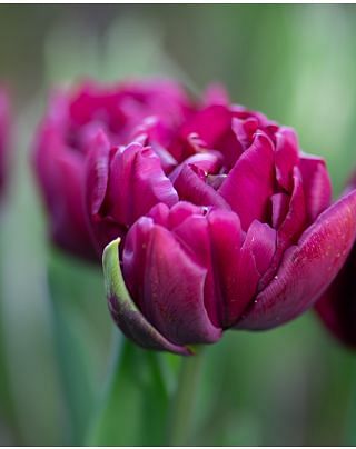 Tulip Alison Bradley 