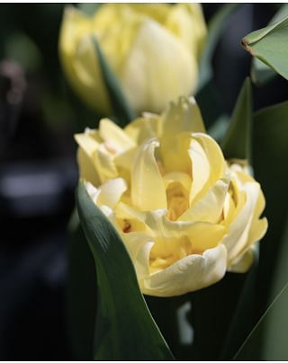 Tulip Secret Perfume Bulbs