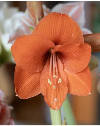 Amaryllis Naranja ® 
