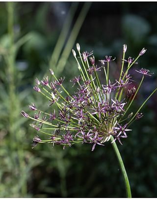 Allium Spider