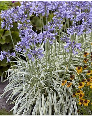 Agapanthus Silver Moon 'Notfred' ®