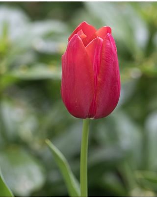 Tulip Yosemite Bulbs