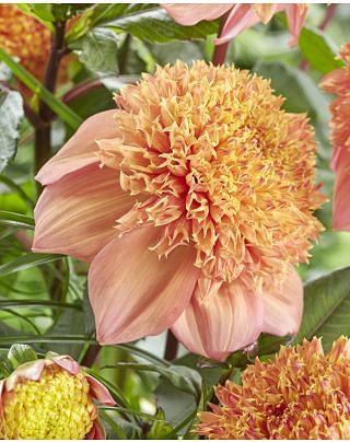 Dahlia Sandia Brocade