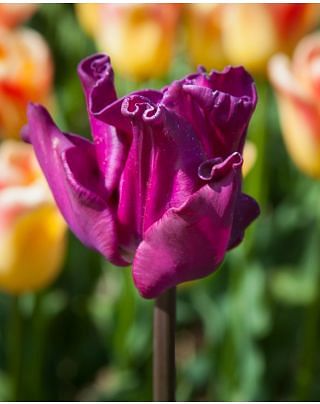Tulip Crown of Negrita