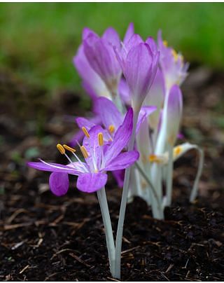 Colchicum Atrorubens