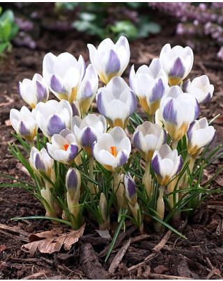 Crocus Chrysanthus Blue Bird Bulbs