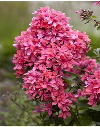 Phlox Cleopatra