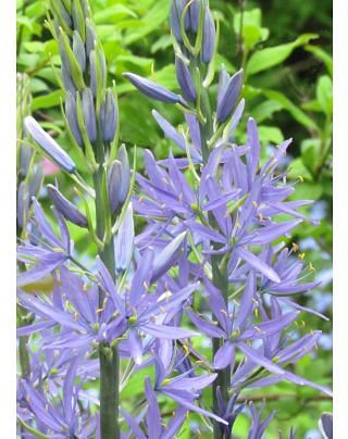 Camassia Cusickii Zwanenburg