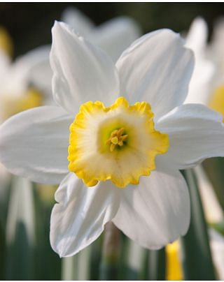 Narcissus Every Day