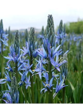 Camassia Leichtlinii Blue Candle Bulbs